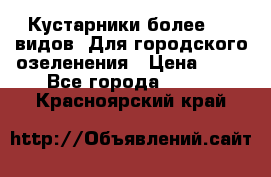 Кустарники более 100 видов. Для городского озеленения › Цена ­ 70 - Все города  »    . Красноярский край